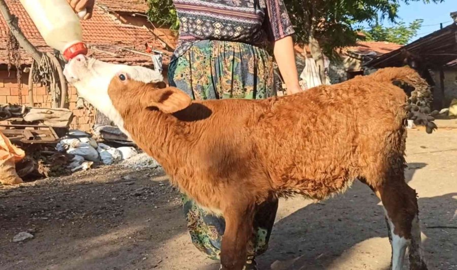 Egemen’inin Adeta Gözleri Oldular