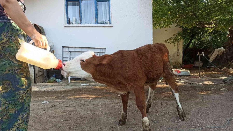 Egemen’inin Adeta Gözleri Oldular