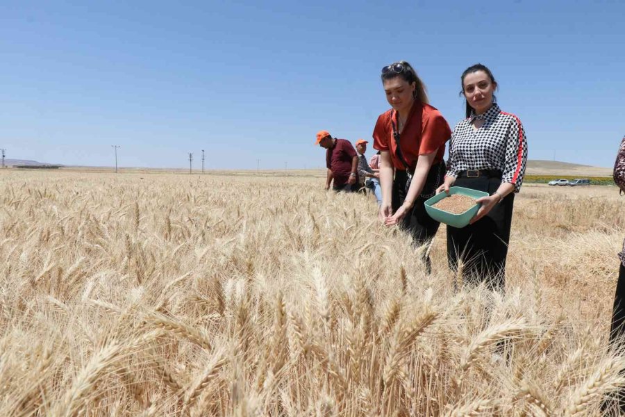 Aksaray’da Halis Ekmeklik Buğdayın Deneme Ekiminin Hasadı Yapıldı