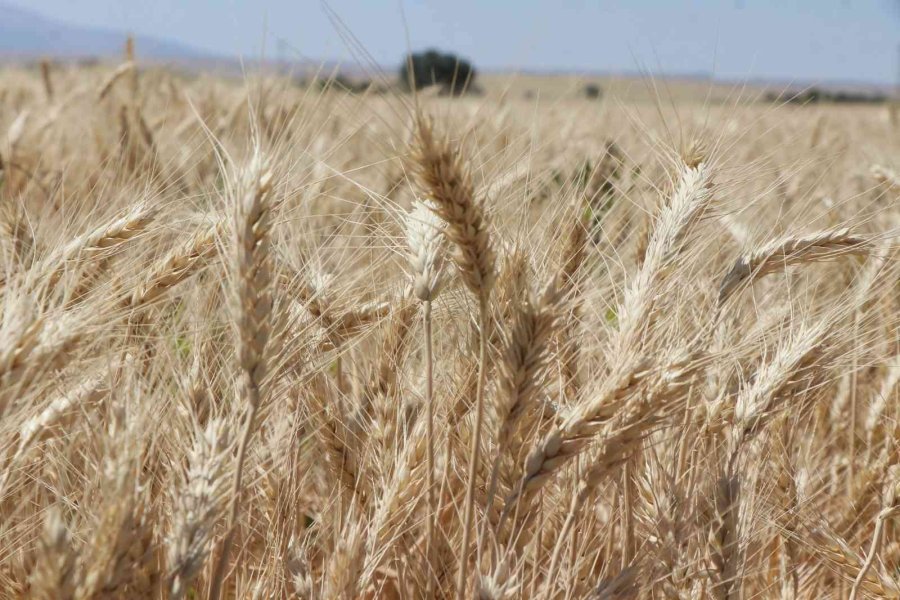 Aksaray’da Halis Ekmeklik Buğdayın Deneme Ekiminin Hasadı Yapıldı