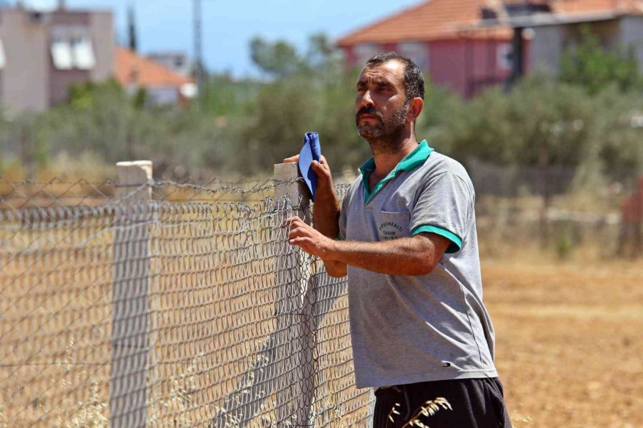 Antalya’da Tarlalarda Milyonluk ’organik Halı’ Nöbeti