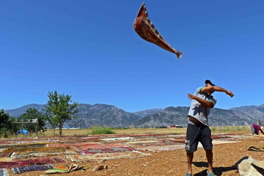 Antalya’da Tarlalarda Milyonluk ’organik Halı’ Nöbeti