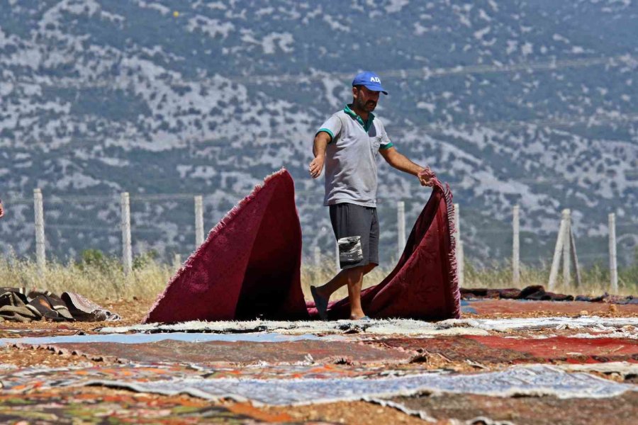Antalya’da Tarlalarda Milyonluk ’organik Halı’ Nöbeti