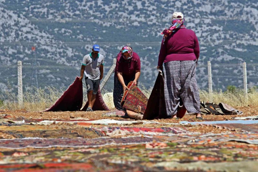 Antalya’da Tarlalarda Milyonluk ’organik Halı’ Nöbeti