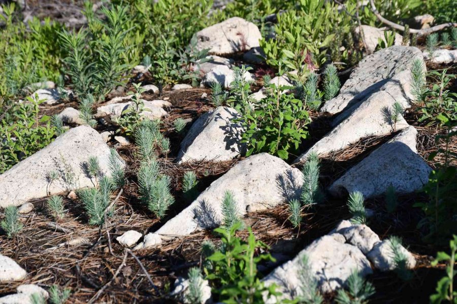 Manavgat 4-5 Yıl İçinde Yeşil Görünümüne Kavuşacak