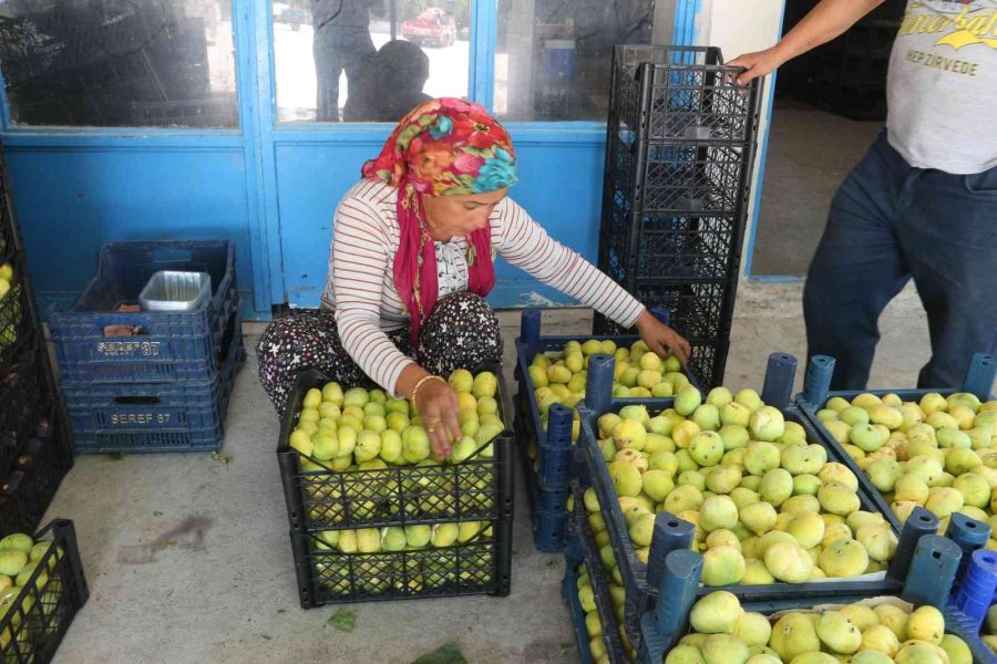 Beyaz İncirde 30 Bin Ton Rekolte Bekleniyor
