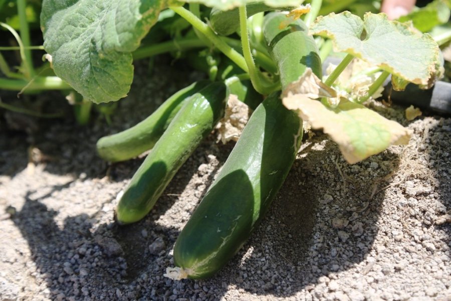 Ereğli’de Organik Tarım Hasada Hazırlanıyor