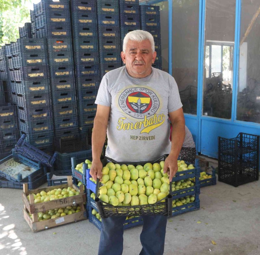 Beyaz İncirde 30 Bin Ton Rekolte Bekleniyor