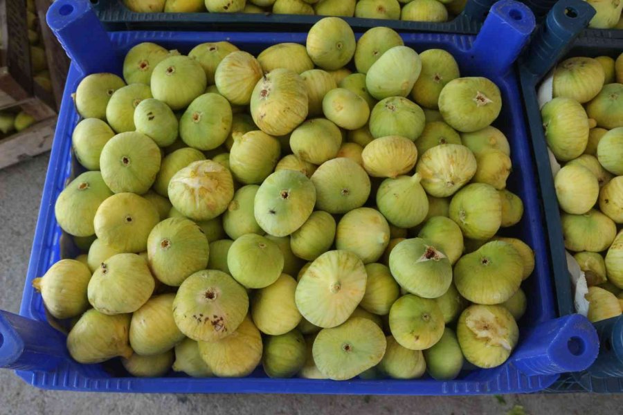 Beyaz İncirde 30 Bin Ton Rekolte Bekleniyor