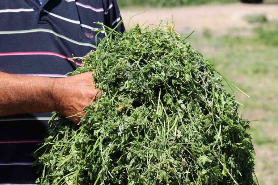 Aracılara Sinirlenip İstanbul’a 2 Gün Boyunca Ürün Göndermeyi Durdurdular