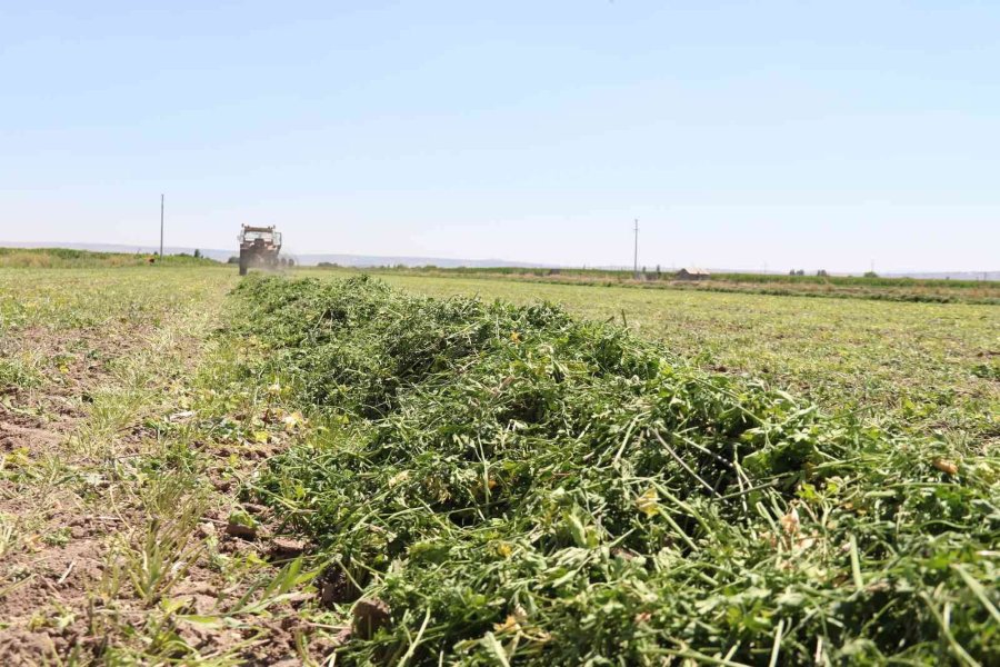 Aracılara Sinirlenip İstanbul’a 2 Gün Boyunca Ürün Göndermeyi Durdurdular
