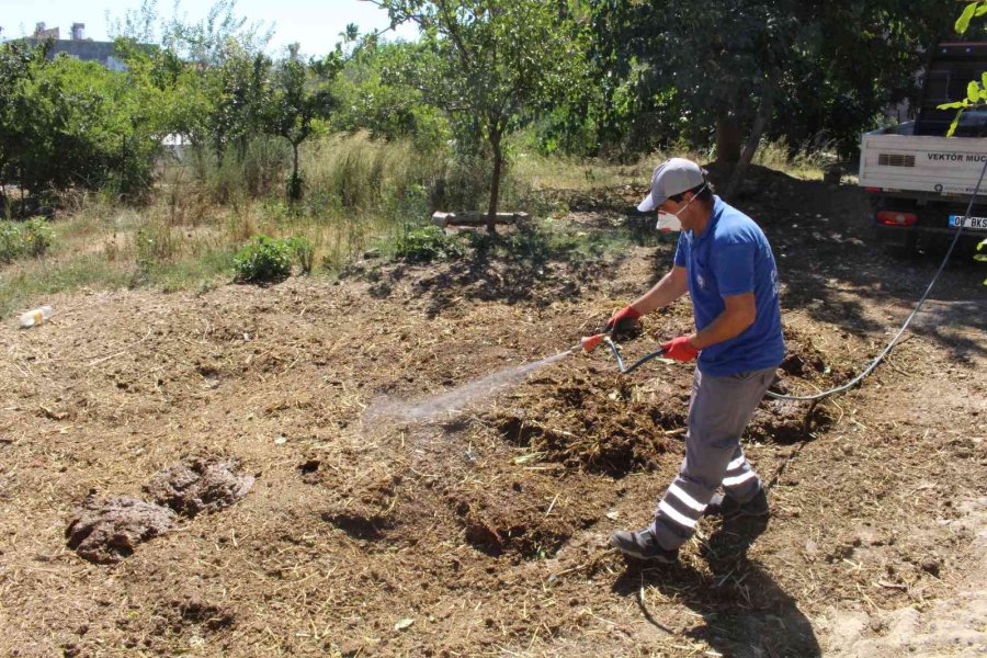 Sinek Ve Haşereyle Mücadele Sürüyor