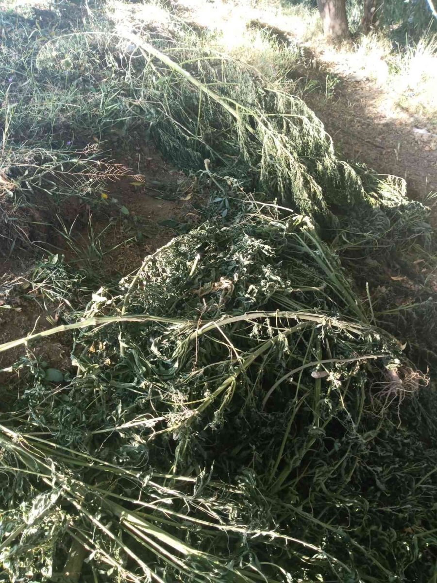 Asayiş Devriye Ekipleri 24 Kilo Hint Keneviri Ele Geçirdi