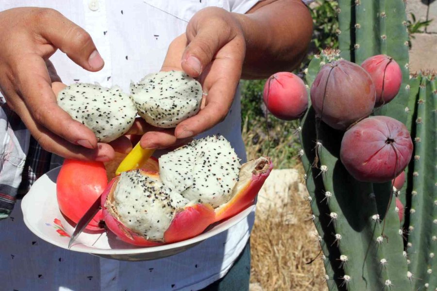 Mersin’de Güney Amerika Kökenli Peru Elması Yetiştirildi