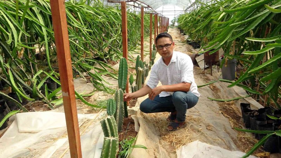 Mersin’de Güney Amerika Kökenli Peru Elması Yetiştirildi