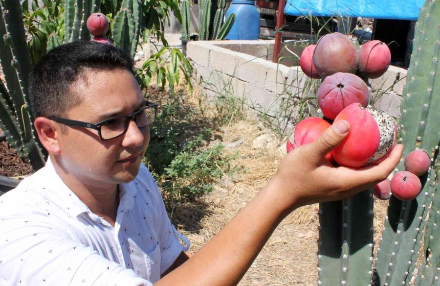 Mersin’de Güney Amerika Kökenli Peru Elması Yetiştirildi