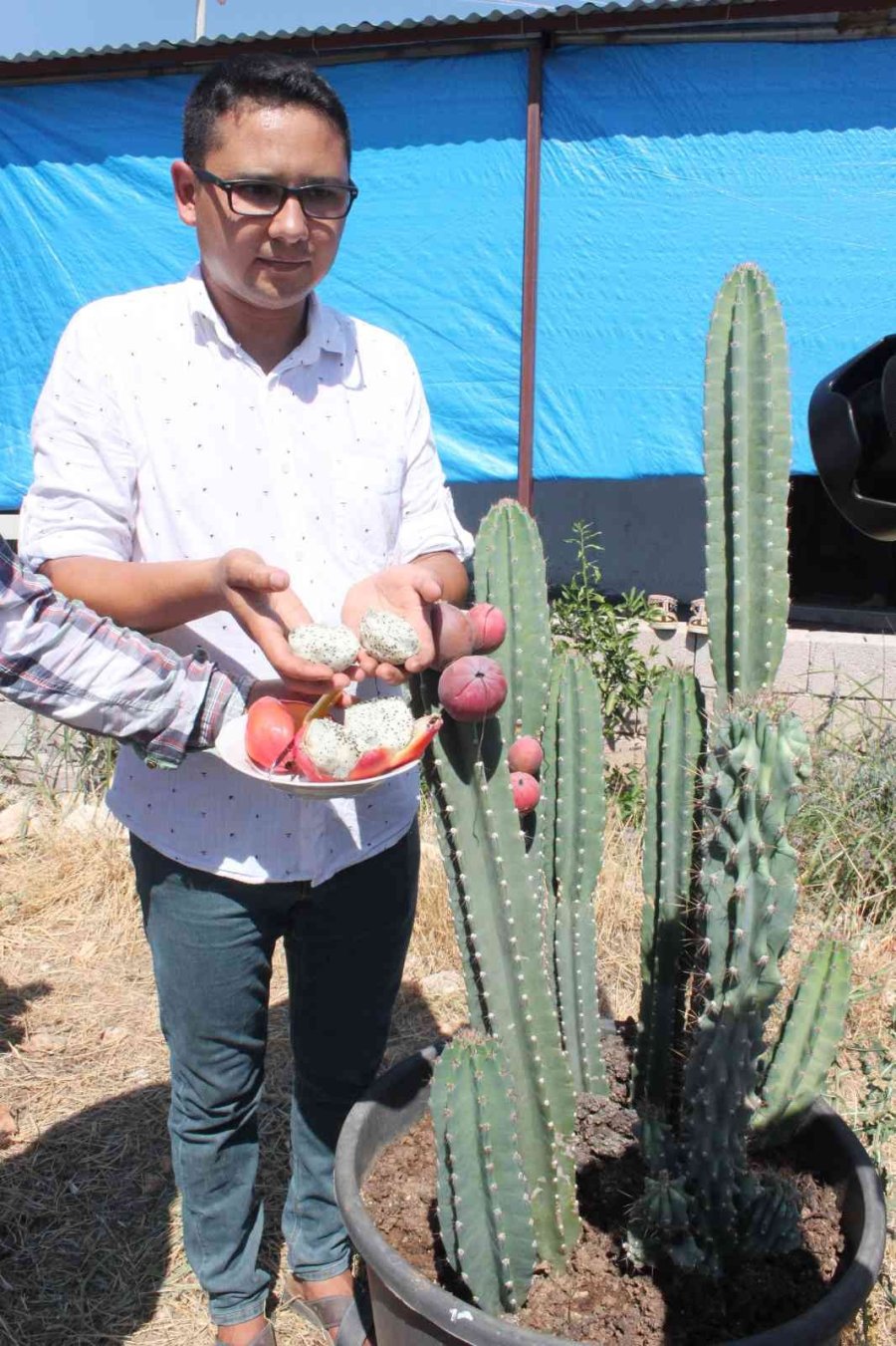 Mersin’de Güney Amerika Kökenli Peru Elması Yetiştirildi