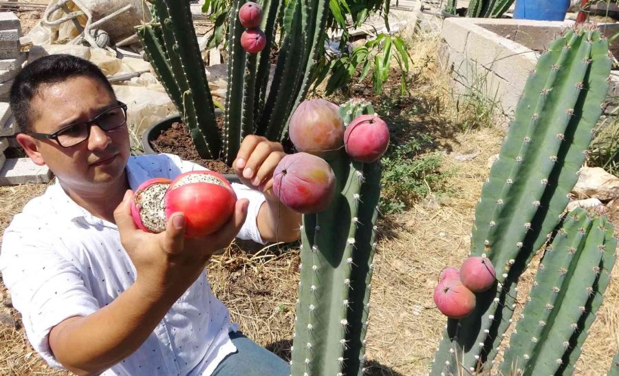 Mersin’de Güney Amerika Kökenli Peru Elması Yetiştirildi
