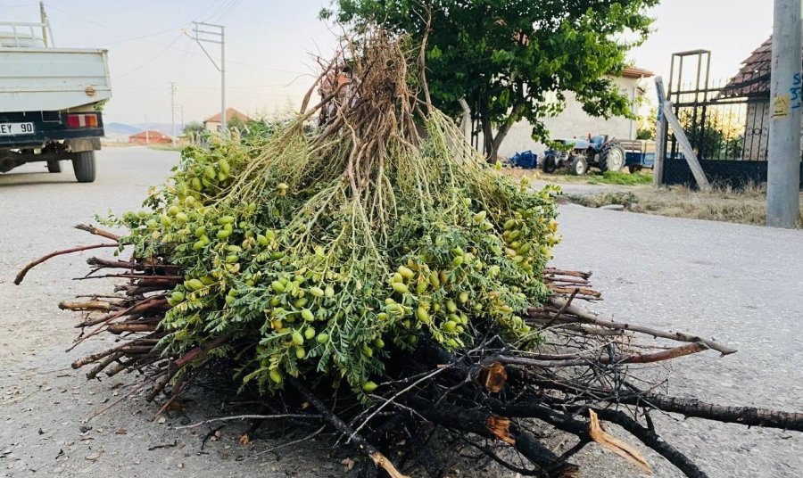 Asırlık Gelenek Nohut Ütmesi Tarih Oluyor