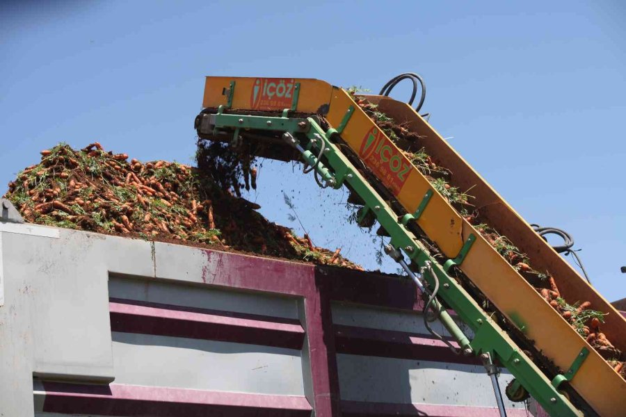 Konya Ovası’nda 55 Bin Dekarlık Alanda Havuç Hasadı Başladı