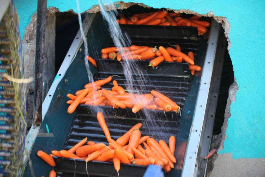 Konya Ovası’nda 55 Bin Dekarlık Alanda Havuç Hasadı Başladı