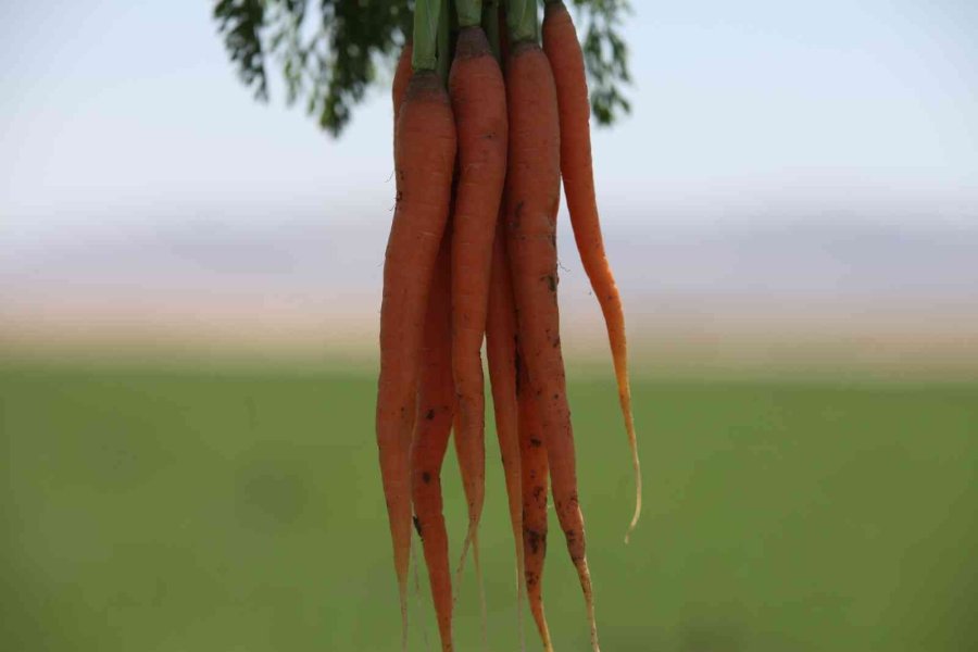 Konya Ovası’nda 55 Bin Dekarlık Alanda Havuç Hasadı Başladı