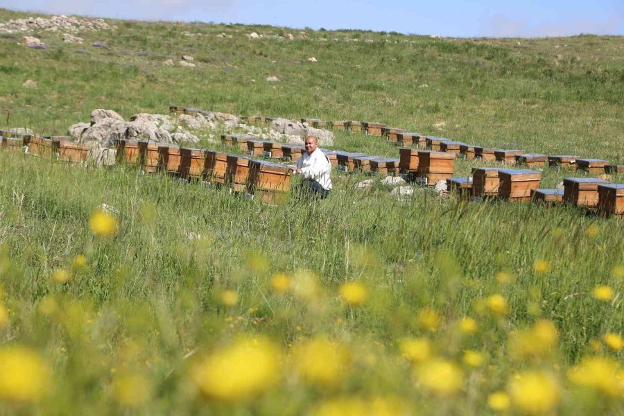 Şifa Kaynağı “oğul Balı”