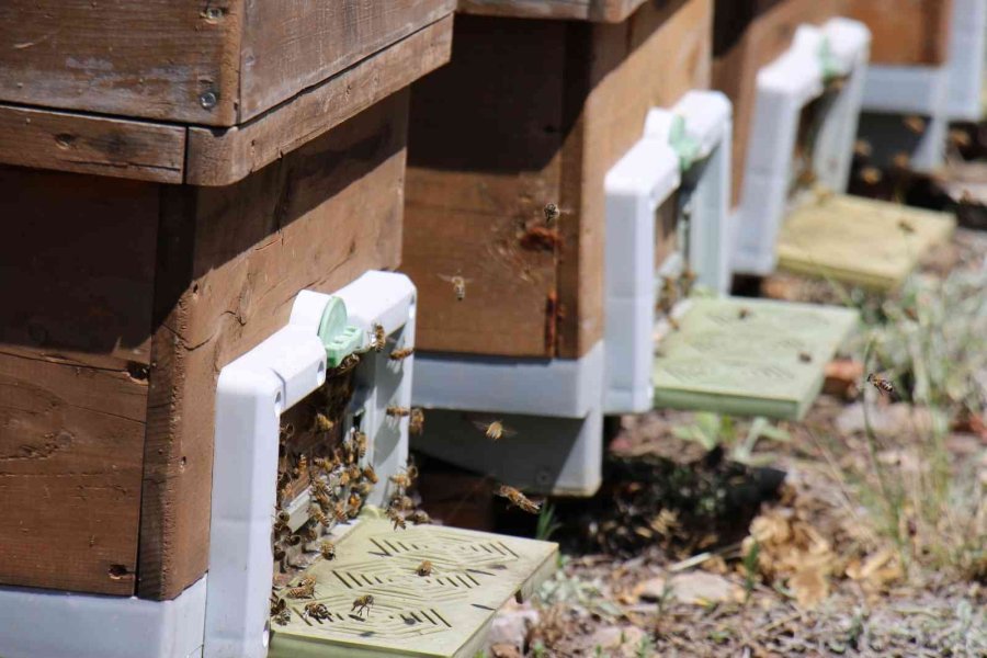 Şifa Kaynağı “oğul Balı”