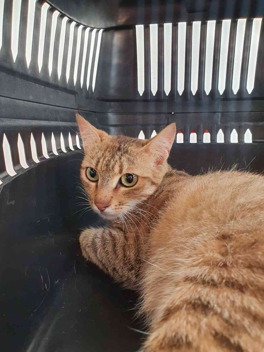 Bacağı Ve Kuyruğu Olmayan Kediyi Tedavi Ettirip Yeni Yuva Buldular