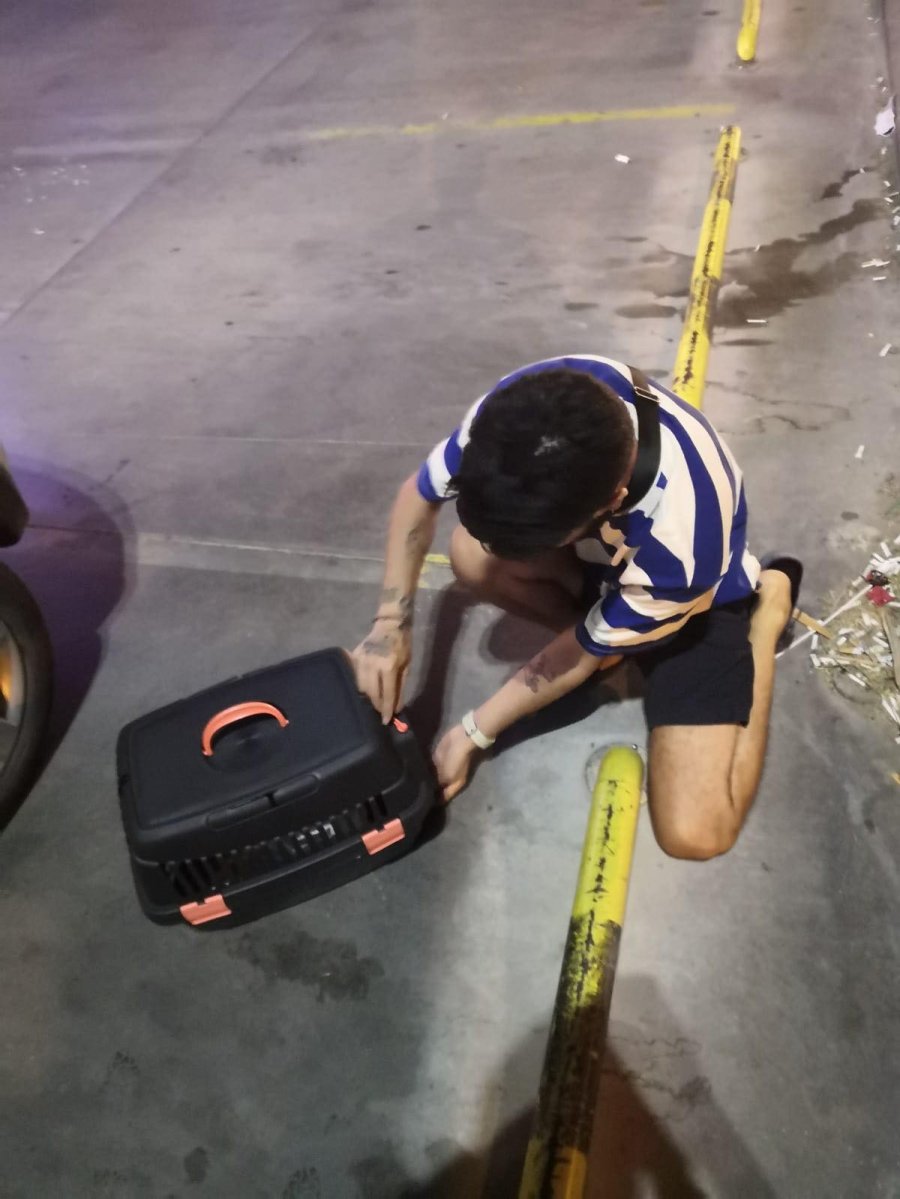 Bacağı Ve Kuyruğu Olmayan Kediyi Tedavi Ettirip Yeni Yuva Buldular