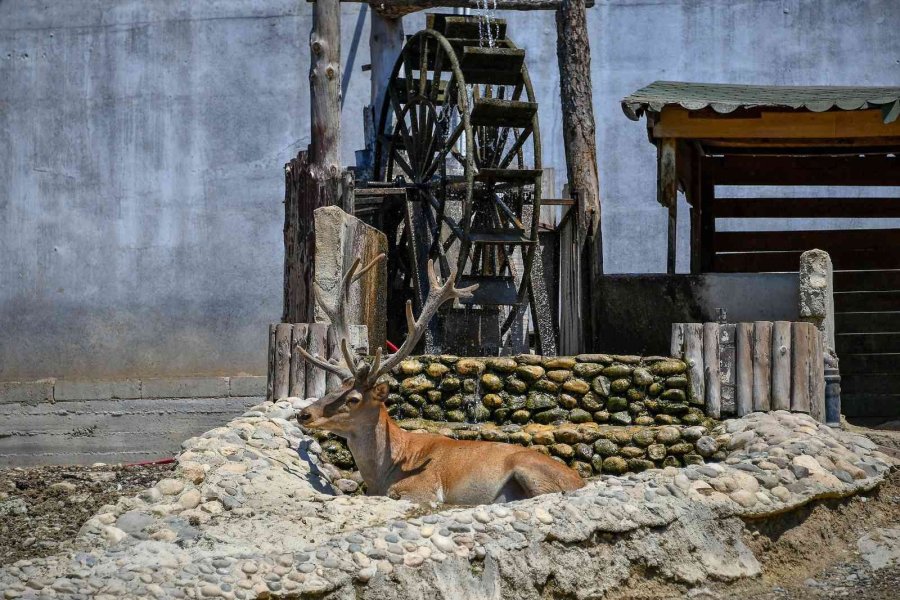 Tarsus Doğa Parkı’ndaki Canlılar Buzlu Yiyeceklerle Serinletiliyor