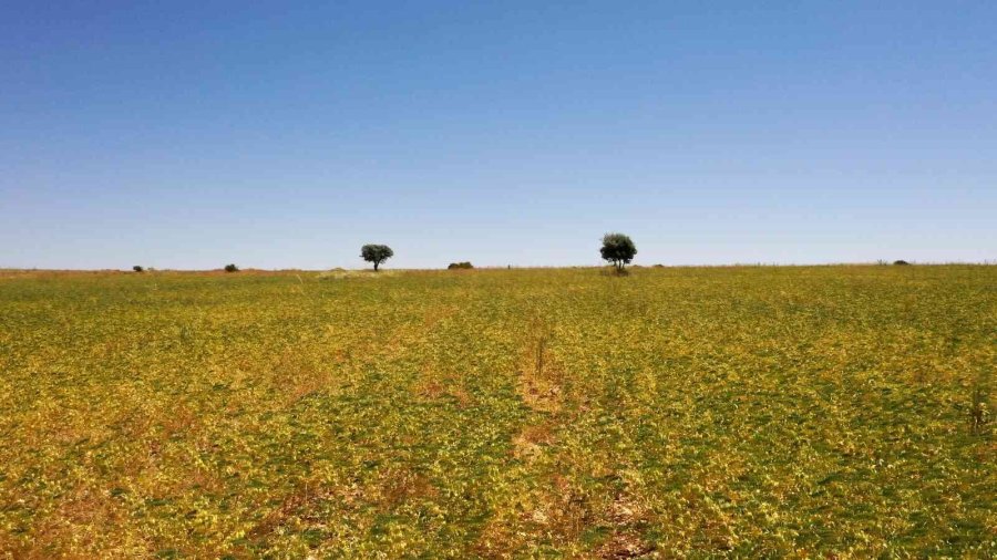 Büyükkılıç’ın Tarım Ve Hayvancılık Projeleri Meyvelerini Veriyor