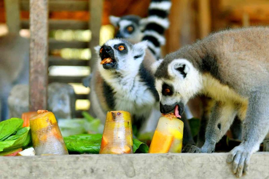 Tarsus Doğa Parkı’ndaki Canlılar Buzlu Yiyeceklerle Serinletiliyor
