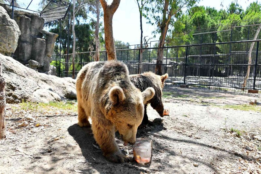 Tarsus Doğa Parkı’ndaki Canlılar Buzlu Yiyeceklerle Serinletiliyor