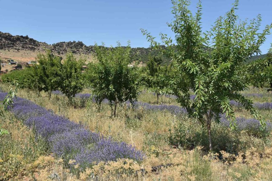 Arıkaya’da Mor Bereket