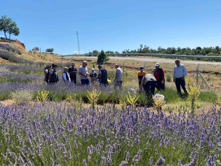 Arıkaya’da Mor Bereket