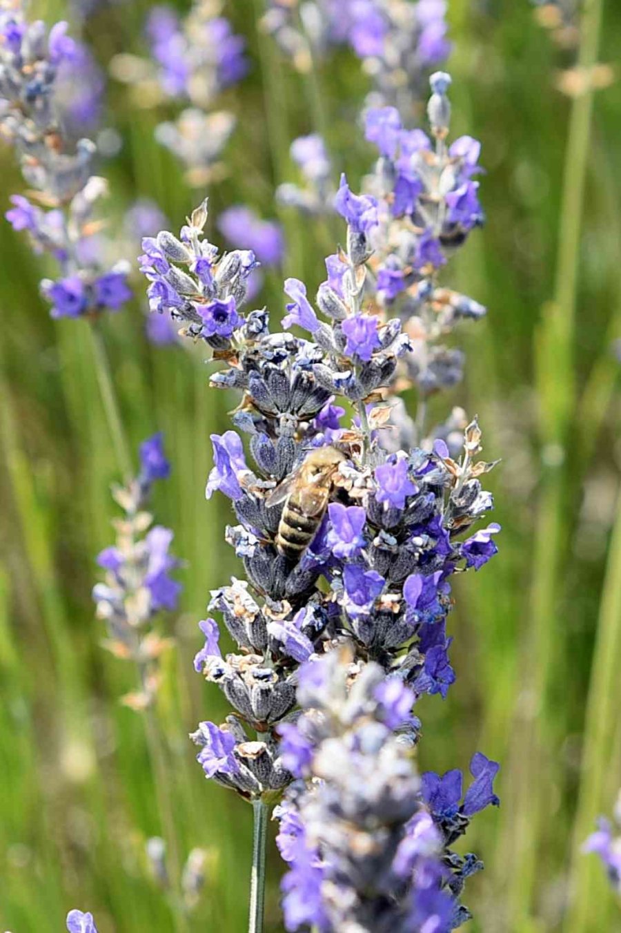 Arıkaya’da Mor Bereket