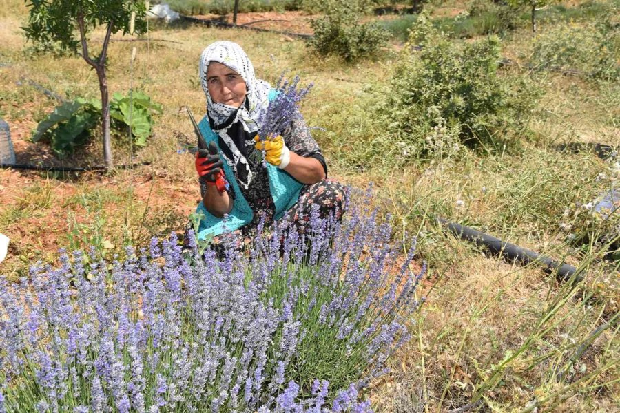 Arıkaya’da Mor Bereket