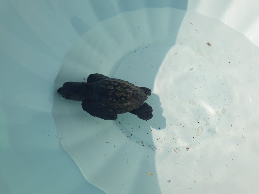 Yolunu Kaybeden Yavru Carettayı Denizle Buluşturdular