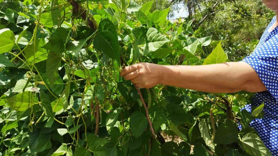 Eskişehir’de Taze Fasulye Turşuları Kurulmaya Başladı