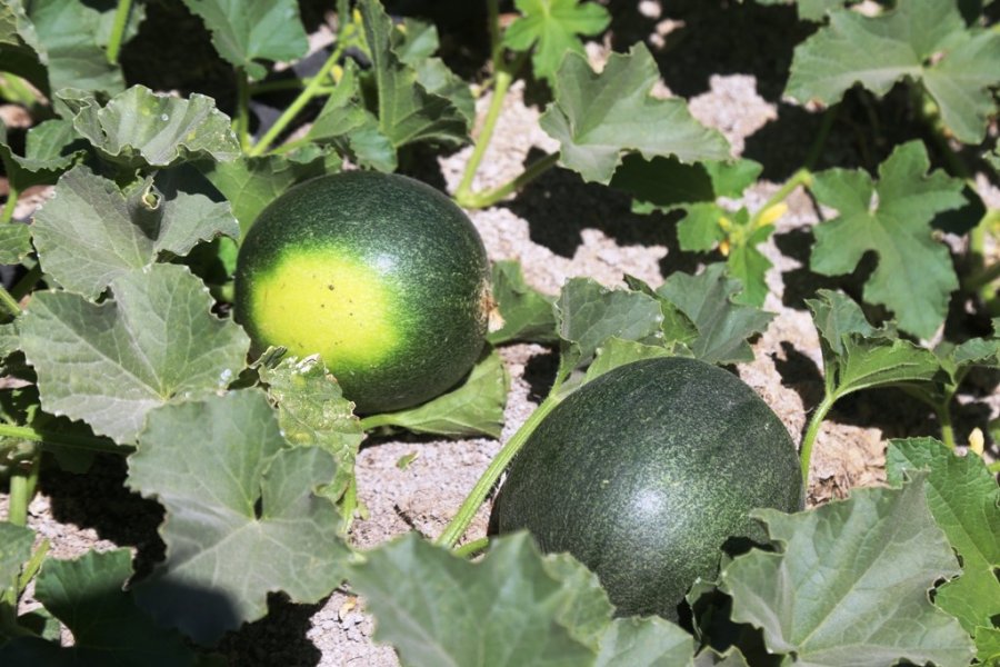 Başkan Oprukçu Ve Rektör Zorlu Organik Tarım Projesi’ni İnceledi