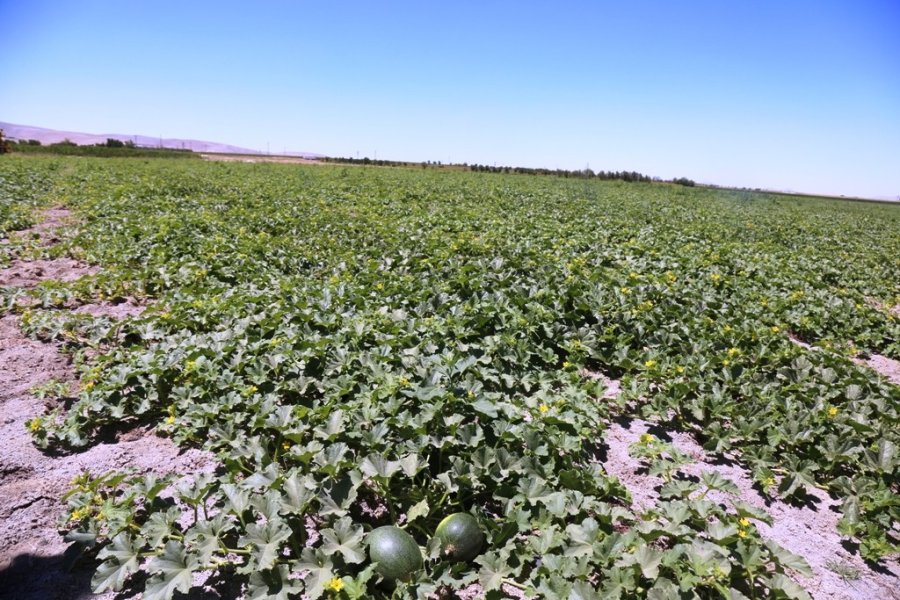 Başkan Oprukçu Ve Rektör Zorlu Organik Tarım Projesi’ni İnceledi