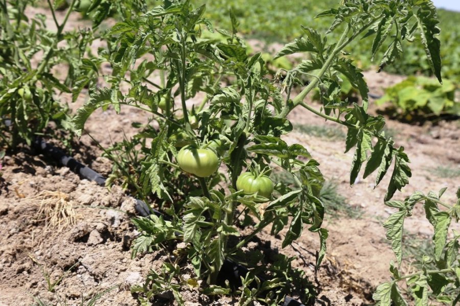 Başkan Oprukçu Ve Rektör Zorlu Organik Tarım Projesi’ni İnceledi