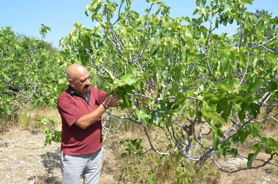 800 Rakımlı Mahallede Yaş İncir Rekoltesi Üreticinin Yüzünü Güldürecek