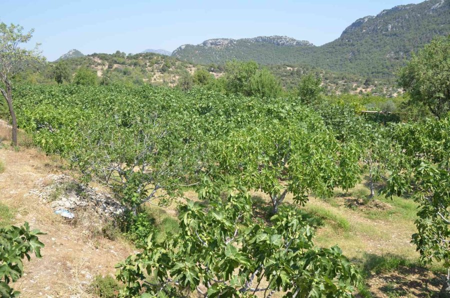 800 Rakımlı Mahallede Yaş İncir Rekoltesi Üreticinin Yüzünü Güldürecek