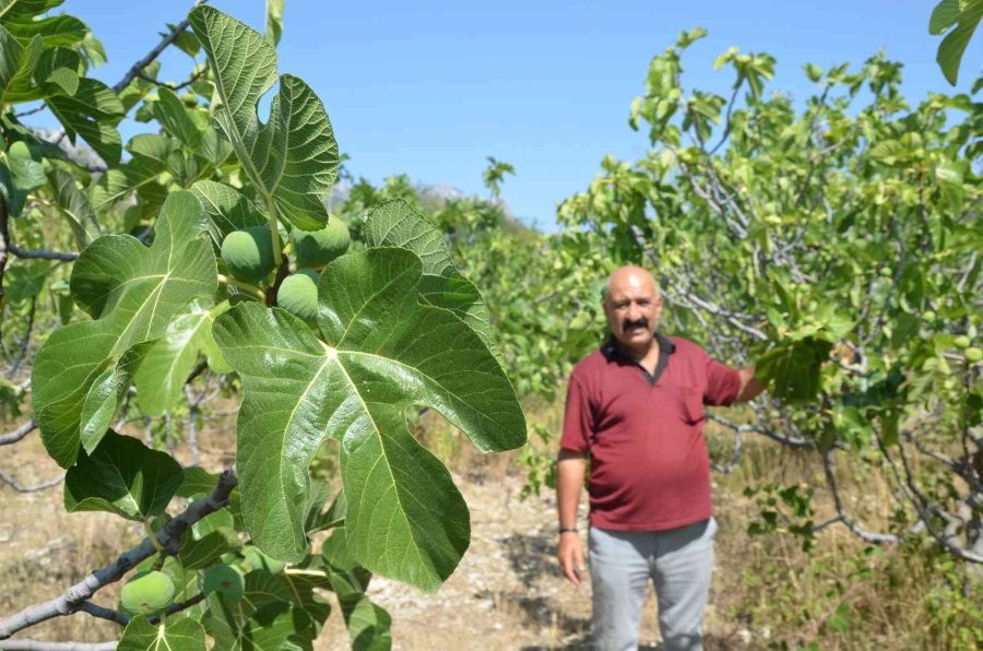 800 Rakımlı Mahallede Yaş İncir Rekoltesi Üreticinin Yüzünü Güldürecek