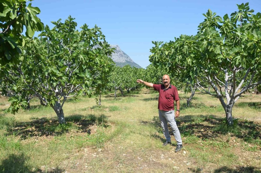 800 Rakımlı Mahallede Yaş İncir Rekoltesi Üreticinin Yüzünü Güldürecek