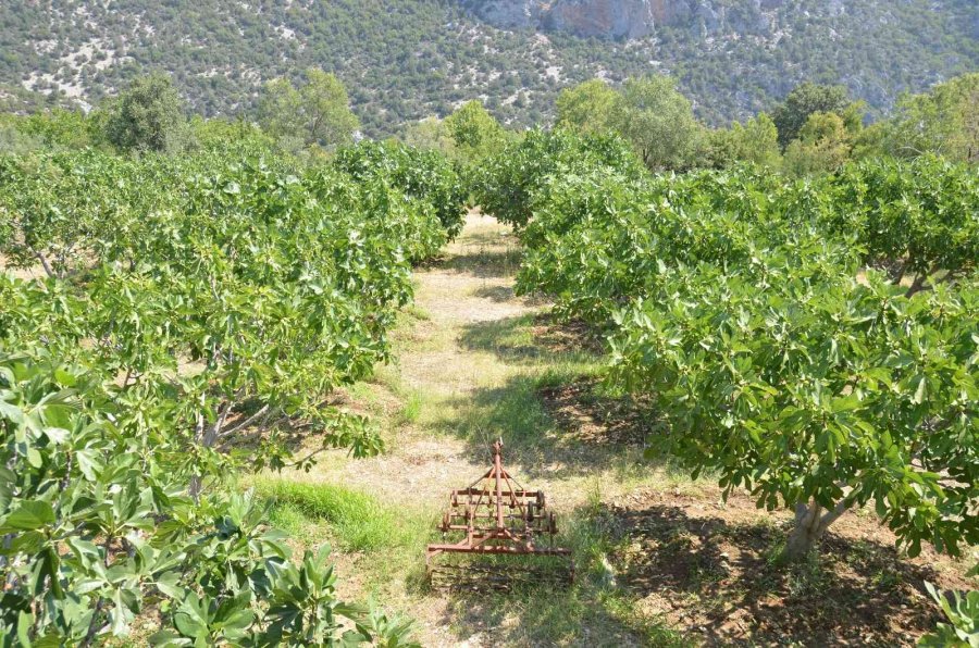 800 Rakımlı Mahallede Yaş İncir Rekoltesi Üreticinin Yüzünü Güldürecek