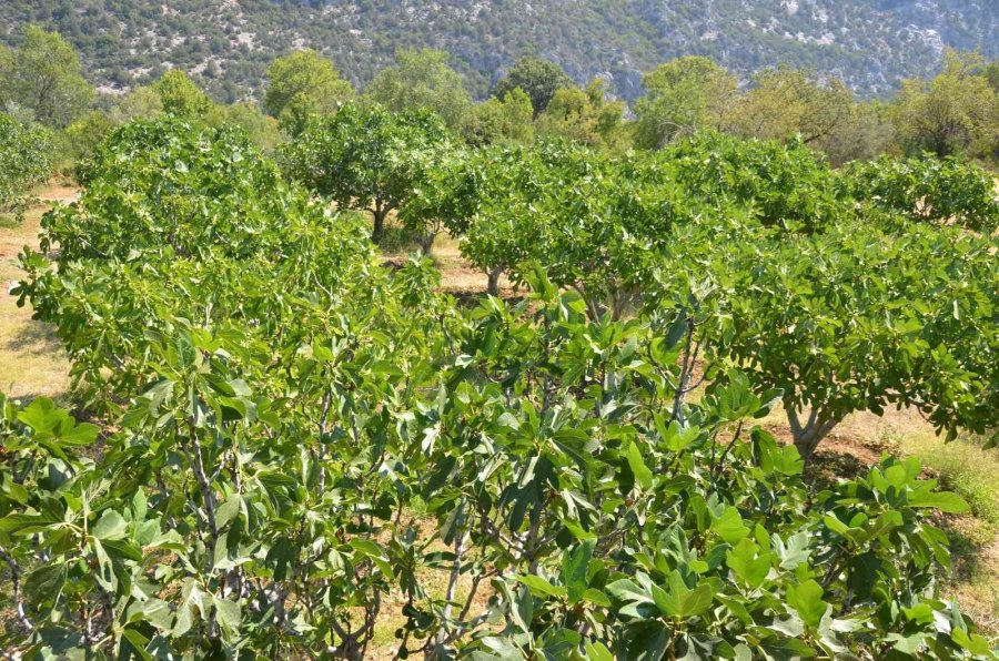 800 Rakımlı Mahallede Yaş İncir Rekoltesi Üreticinin Yüzünü Güldürecek