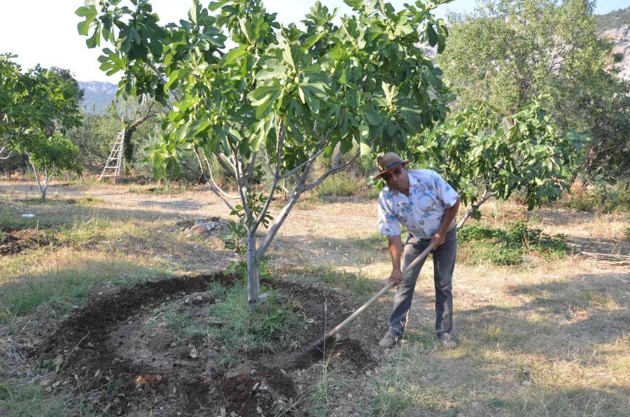 800 Rakımlı Mahallede Yaş İncir Rekoltesi Üreticinin Yüzünü Güldürecek
